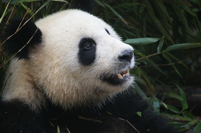 Confus Panda !