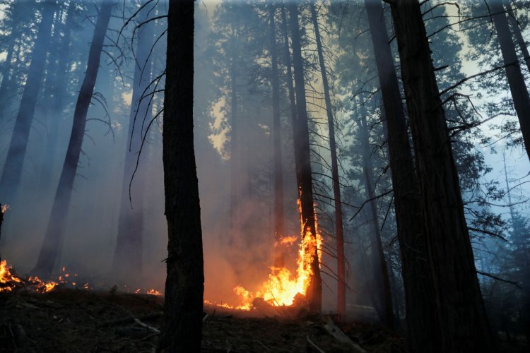 France : Record d'émissions de CO2 dues aux feux de forêt